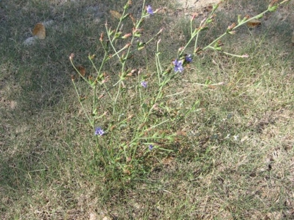 Cichorium intybus